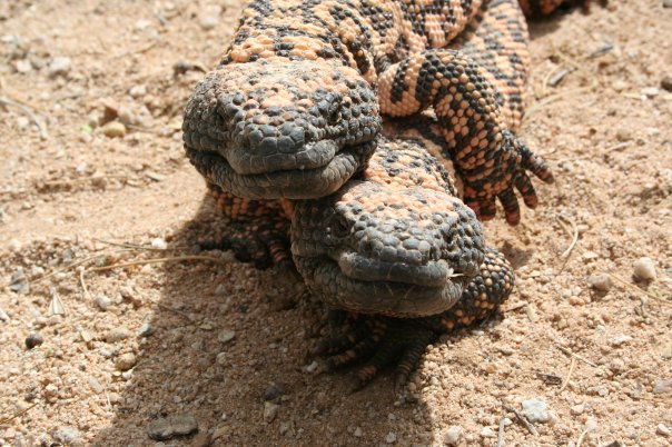 Gila monsters just want to enjoy life. Which, in this case, involved making little gila monsters.
